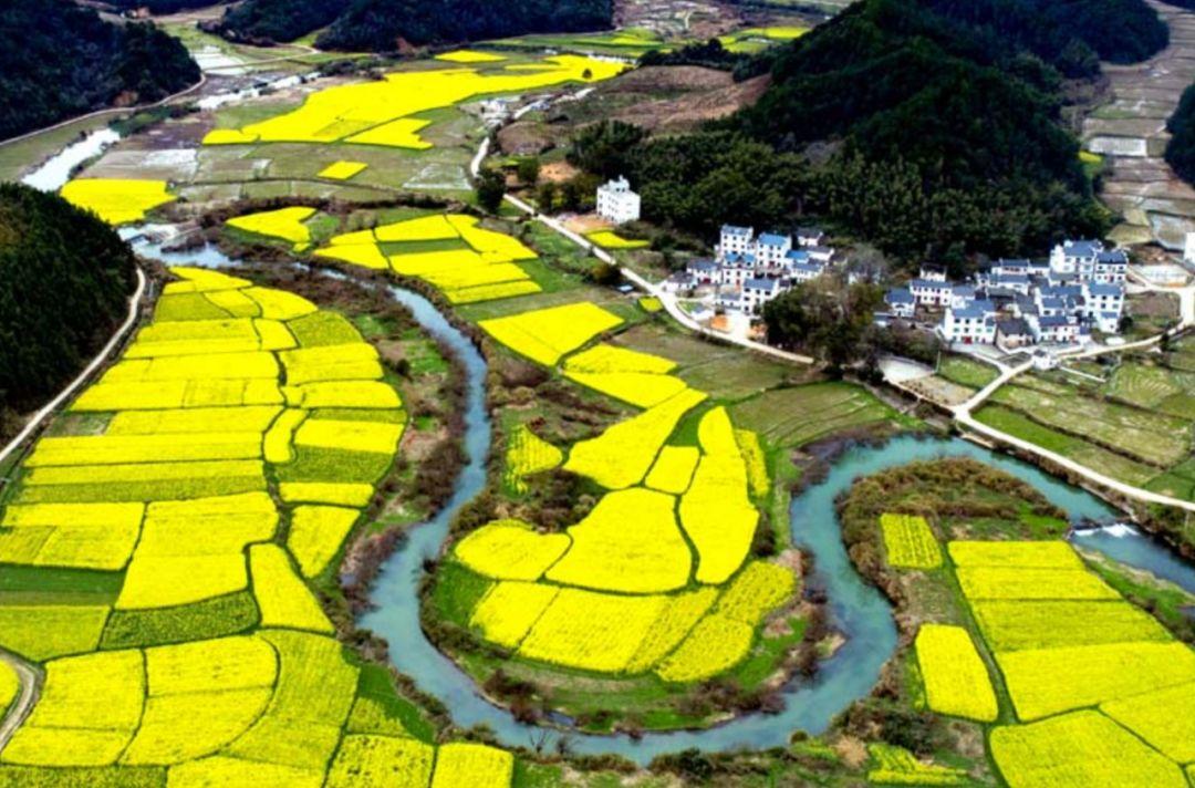 武夷山岩茶 第13页